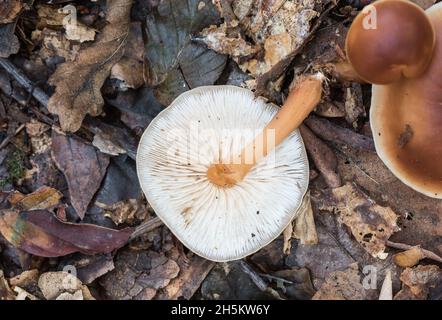 Penso che questo sia Russet Toughshank (Gymnopus dryophilus) precedentemente Collybia dryophila Foto Stock