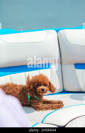Ritratto di un cucciolo giocattolo su una barca a vela Foto Stock