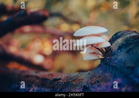 Primo piano di funghi di porcellana su un tronco di albero su uno sfondo sfocato Foto Stock