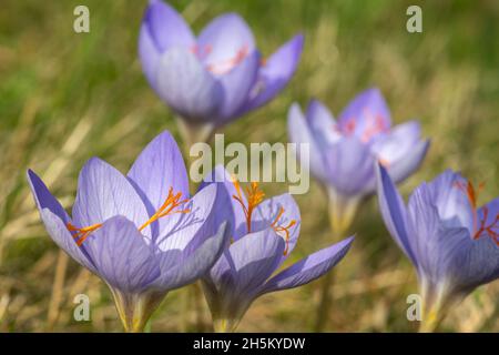 Primo piano di Biebersteins crocus (crocus speciosus) fiori in fiore Foto Stock