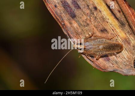 Cockroach tedesco (blattella germanica) su una foglia morta, vista dorsale con spazio copia. Foto Stock