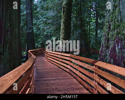 La prospettiva diminuita della passerella in legno che conduce attraverso la vecchia foresta con alberi di cedro rosso occidentale a Cathedral Grove, Vancouver Island, BC, Canada. Foto Stock