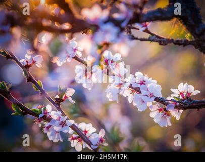 Fiori di ciliegio nanking prunus tomentosa sulla retroilluminazione del tramonto. Sfondo primaverile. Foto Stock