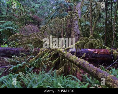 Alberi morti marcianti coperti di muschio che giacciono sul terreno nella foresta pluviale temperata a Cathedral Grove nel MacMillan Provincial Park, Vancouver Island, Canada. Foto Stock