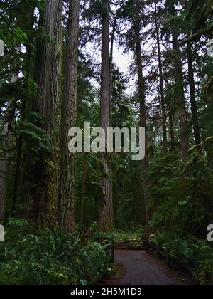 Vista ritratto di alti abeti Douglas (Pseudotsuga menziesii) a Cathedral Grove nel MacMillan Provincial Park, Vancouver Island, BC, Canada. Foto Stock