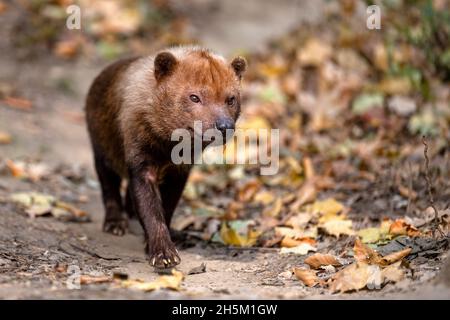 Cane da foresta che corre sul sentiero. Foto Stock