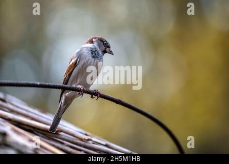 Il passero si siede su un ramoscello e si guarda intorno. Foto Stock