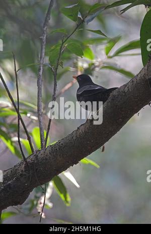 Blackbird dalle ali grigie (Turdus boulboul) maschio arroccato sul ramo Kathmandu, Nepal Febbraio Foto Stock