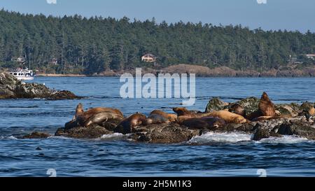 Vista di una piccola colonia di leoni marini della California su una piccola isola rocciosa nel mare di Salish con l'isola sullo sfondo nella Columbia Britannica, Canada. Foto Stock