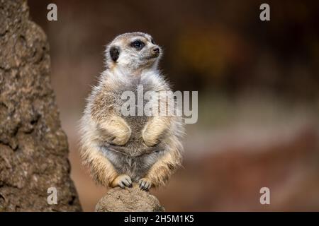 Il meerkat si trova in cima e sta guardando. Foto Stock