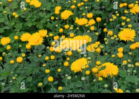 Carta da parati crisantemi. Sfondo giallo luminoso e pittoresco. Germogli di crisantemi in fiore in asilo di botanica. Foto Stock