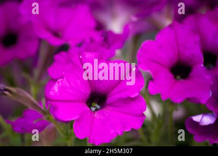 Petunias viola fioriscono in un giardino, 19 settembre 2010, a Mobile, Alabama. Le petunias sono originarie del Sud America. Foto Stock