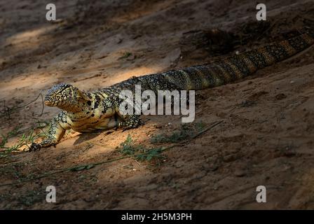 Nilo Monitor - Varanus niloticus, grande lucertola da laghi e fiumi africani, Tsavo Est, Kenya. Foto Stock