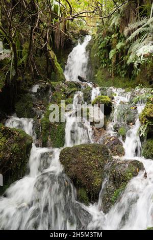 Panoramica cascata in lussureggianti foreste pluviali temperate sul rainy costa ovest della Nuova Zelanda Foto Stock