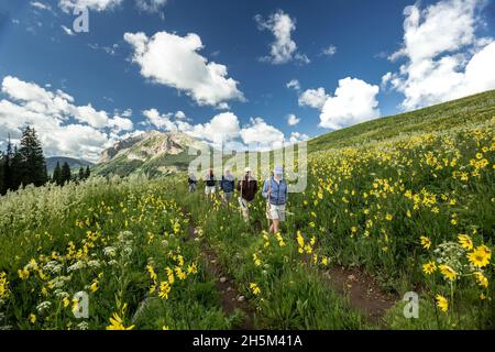 Escursionisti, fiori selvatici e Gothic Mountain (12,631 piedi), Rustler Gulch Trail, Gunnison National Forest, vicino Crested Butte, Colorado Stati Uniti Foto Stock