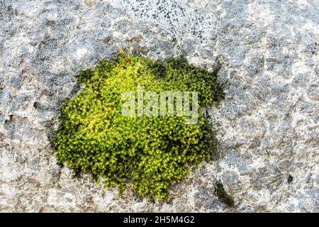 Frammento di un'immagine con muschio verde su pietra grigia da utilizzare come sfondo. Foto Stock
