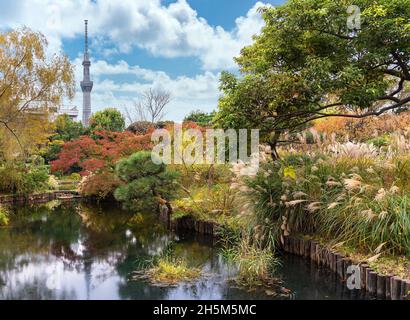 tokyo, giappone - novembre 12 2021: Lo stagno dei giardini giapponesi Mukojima-Hyakkaen in higashi-mukojima delimitato da susuki erba d'argento e rosso momiji tre Foto Stock