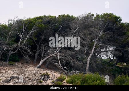 Pini piegati dalla forza del vento. Alberi caduti e asciutti. Isole Baleari, sabbia Foto Stock