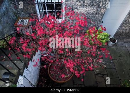 un acer in autunno con foglie rosse, che crescono al di fuori di un piano seminterrato nella New Town di Edimburgo. Foto Stock