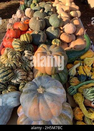 Selezione di Gourds e Pumpkins al mercato agricolo Foto Stock