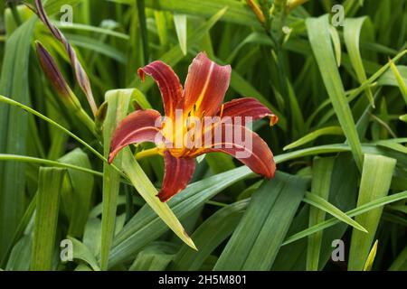 Un bel giorno rosso scuro, Hemerocallis in un lussureggiante giardino nella campagna estone, Europa. Foto Stock