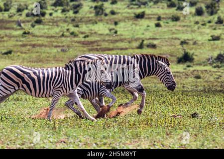 Tre zebra di Burchel (Equus quagga burchellii) di due adulti e un bambino che corre attraverso la pianura dell'erba nel Parco Nazionale degli Elefanti di Addo. Foto Stock
