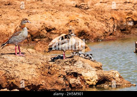 Un paio d'oca egiziana (Alopochen aegyptiaca) con i loro passerelle ai margini del lago d'acqua nel Parco Nazionale degli Elefanti di Addo, Sudafrica. Foto Stock