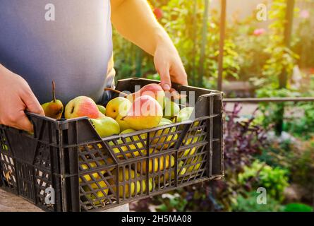 Un agricoltore tiene una scatola di pere appena raccolte in un giardino. Frutta sana e naturale. Messa a fuoco selettiva. Foto Stock