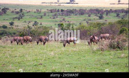 Un gregge di topis, Damaliscus lunatus, nel paesaggio del Maasai Mara in Kenya. Foto Stock