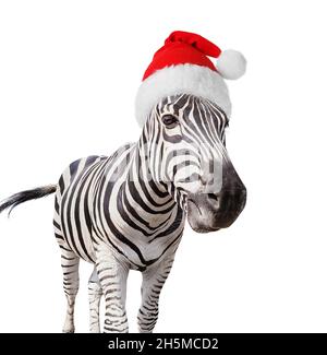 Zebra carina in cappello Babbo Natale su sfondo bianco Foto Stock