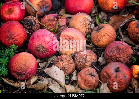 marciate le mele selvatiche rosse nell'erba sul terreno Foto Stock