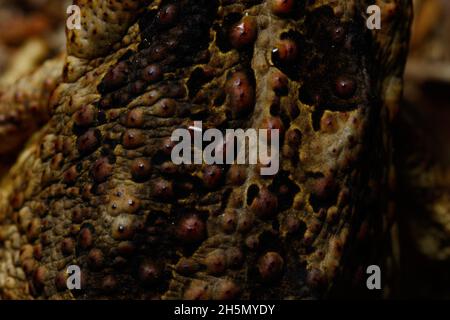 Brisbane, Australia. 30 Ott 2021. Primo piano della pelle di un cane Toad introdotto (Rhinella marinus) inKedron Brook. (Foto di Joshua Prieto/SOPA Images/Sipa USA) Credit: Sipa USA/Alamy Live News Foto Stock