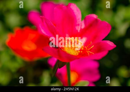 Purslane (Portulaca umbraticola) fiorisce in un contenitore, 15 maggio 2016, a Coden, Alabama. Il porslane è un succulento perenne. Foto Stock