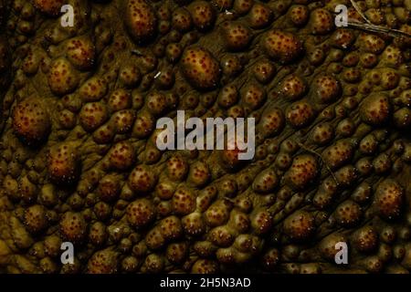 Brisbane, Australia. 30 Ott 2021. Primo piano della pelle di un cane Toad introdotto (Rhinella marinus) inKedron Brook. Credit: SOPA Images Limited/Alamy Live News Foto Stock