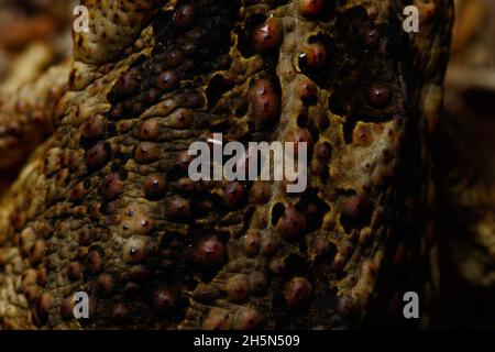 Brisbane, Queensland, Australia. 30 Ott 2021. Primo piano della pelle di un cane Toad introdotto (Rhinella marinus) in.Kedron Brook. (Credit Image: © Joshua Prieto/SOPA Images via ZUMA Press Wire) Foto Stock