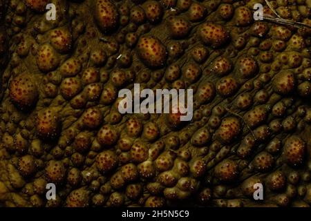 Brisbane, Queensland, Australia. 30 Ott 2021. Primo piano della pelle di un cane Toad introdotto (Rhinella marinus) in.Kedron Brook. (Credit Image: © Joshua Prieto/SOPA Images via ZUMA Press Wire) Foto Stock