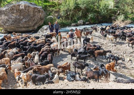 Mavzoley Rudaki, Provincia di Sughd, Tagikistan. Agosto 17, 2021. Pastori che muovono le loro capre lungo il fiume Urech. Foto Stock