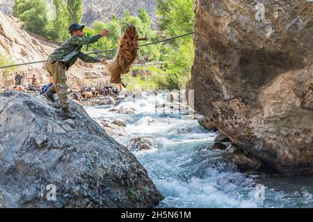 Mavzoley Rudaki, Provincia di Sughd, Tagikistan. Agosto 17, 2021. Pastori che lavano le loro capre nel fiume Urech. Foto Stock