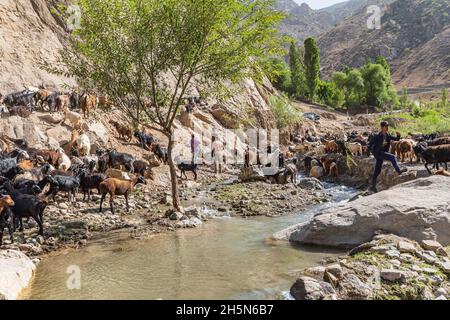 Mavzoley Rudaki, Provincia di Sughd, Tagikistan. Agosto 17, 2021. Pastori che muovono le loro capre lungo il fiume Urech. Foto Stock