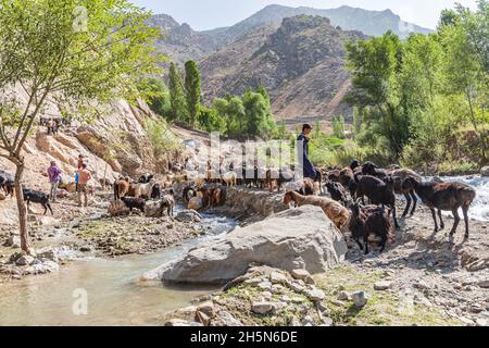 Mavzoley Rudaki, Provincia di Sughd, Tagikistan. Agosto 17, 2021. Pastori che muovono le loro capre lungo il fiume Urech. Foto Stock