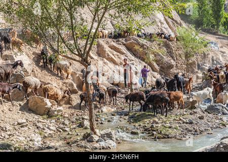 Mavzoley Rudaki, Provincia di Sughd, Tagikistan. Agosto 17, 2021. Pastori che muovono le loro capre lungo il fiume Urech. Foto Stock