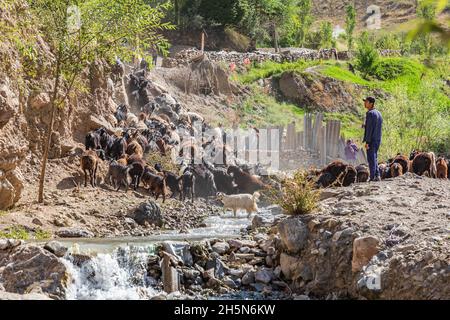 Mavzoley Rudaki, Provincia di Sughd, Tagikistan. Agosto 17, 2021. Pastori che muovono le loro capre lungo il fiume Urech. Foto Stock