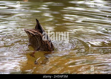 Primo piano della coda di un'anatra gallina di mallardo che si tuffa in un lago giallo, causando increspature nella sua superficie Foto Stock