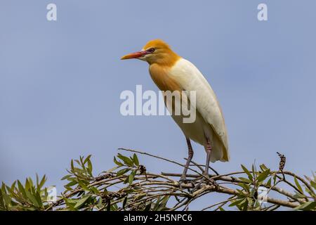 Egret bestiame arroccato su ramo albero Foto Stock