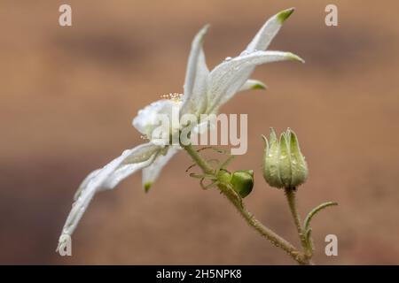 Ragno granchio con punta rossa in attesa di preda su un Flannel Flower Foto Stock