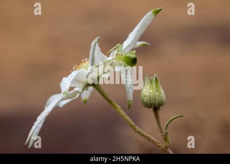 Ragno granchio con punta rossa in attesa di preda su un Flannel Flower Foto Stock