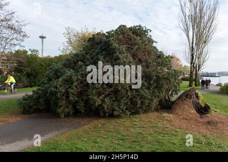 Seattle, Stati Uniti. 10 novembre 2021. Il giorno dopo una grande tempesta di vento, un albero caduto blocca il percorso a piedi nel Myrtle Edwards Park sulla Elliott Bay. Credit: James Anderson/Alamy Live News Foto Stock