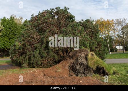 Seattle, Stati Uniti. 10 novembre 2021. Il giorno dopo una grande tempesta di vento, un albero caduto blocca il percorso a piedi nel Myrtle Edwards Park sulla Elliott Bay. Credit: James Anderson/Alamy Live News Foto Stock