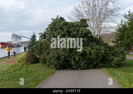 Seattle, Stati Uniti. 10 novembre 2021. Il giorno dopo una grande tempesta di vento, un albero caduto blocca il percorso a piedi nel Myrtle Edwards Park sulla Elliott Bay. Credit: James Anderson/Alamy Live News Foto Stock