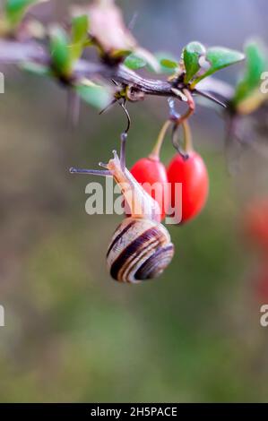 Una piccola lumaca su bacche di mirtilli rossi maturi in autunno. Foto macro con sfondo sfocato Foto Stock